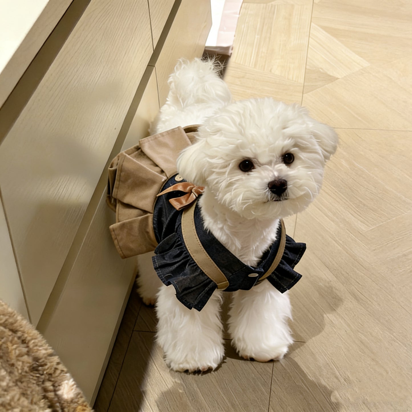 British academy princess dress | Exclusively for small dogs · The elegance of a gentleman and a lady